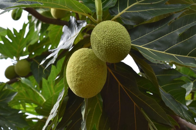 Two breadfruit on tree