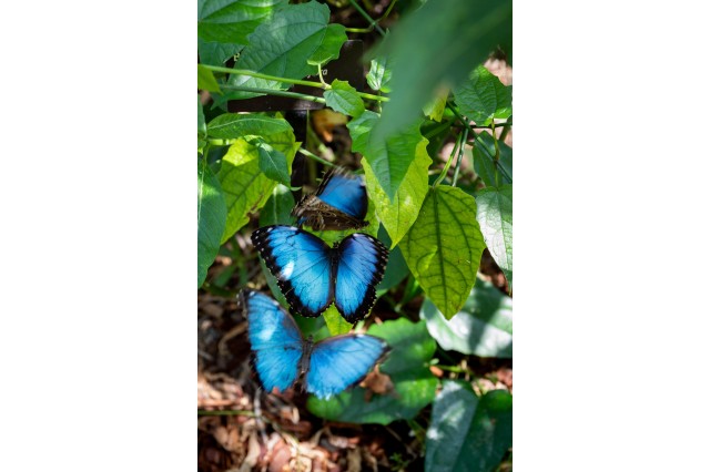 Blue Morpho Butterfly 