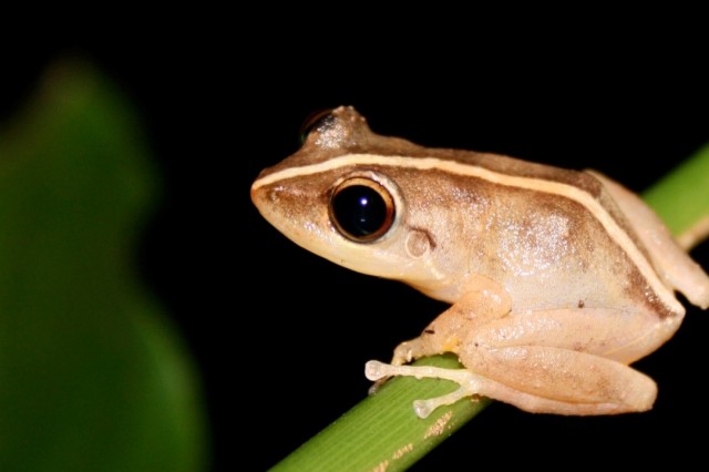 coqui frog on branch 