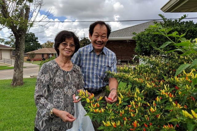 Two people picking chiles front plant 