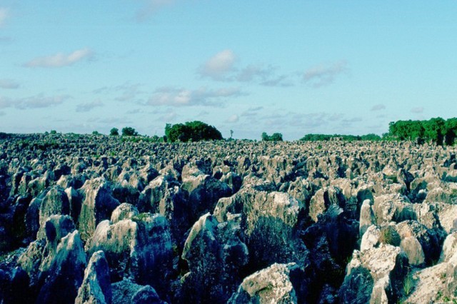Coral pillars on the Island of Nauru