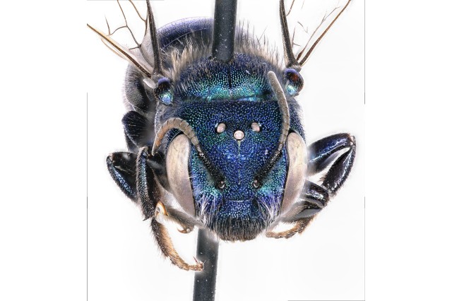 Front view of blue bee on pin with three jewel-like circles (ocelli) on the top of its head between its eyes