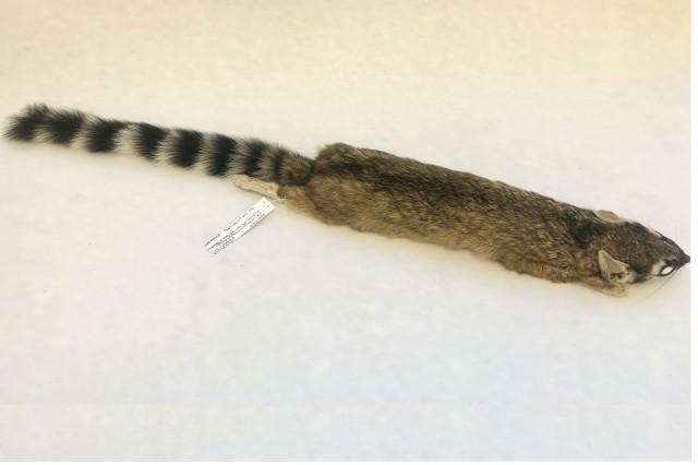 Photo of a ringtail study skin