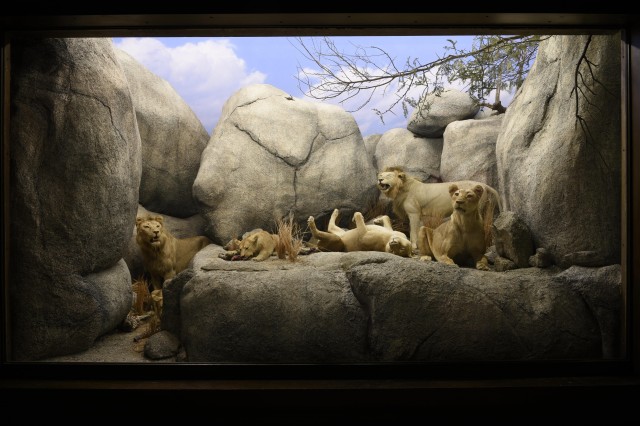 Taxidermy diorama of a family of lions sitting on large rocks