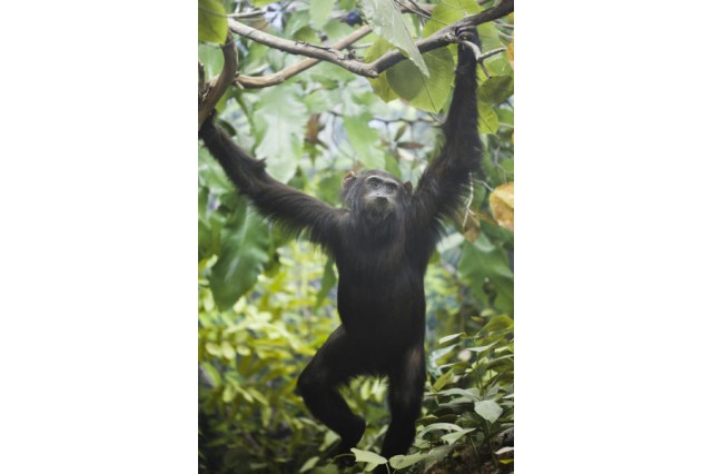 Taxidermy chimpanzee hanging from branches