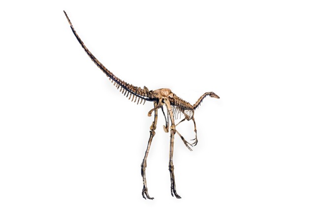 Struthiomimus skeleton