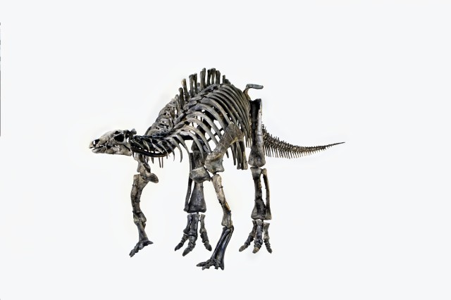 Camptosaurus skeleton
