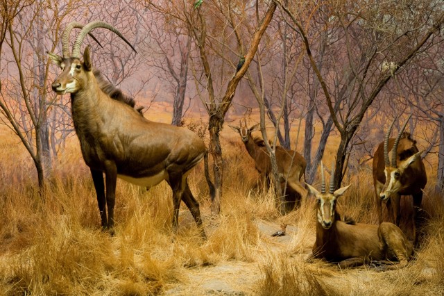 Taxidermy diorama of sable antelope group among trees