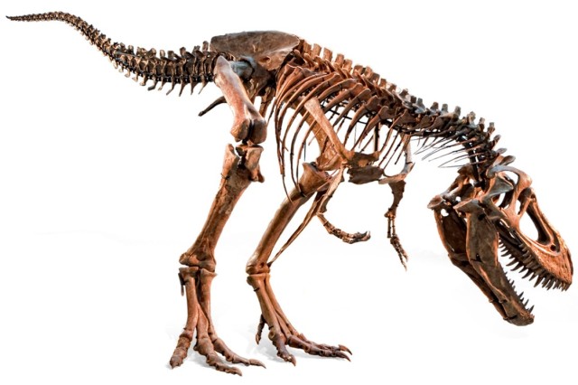 Tyrannosaurus rex skeleton with mouth open