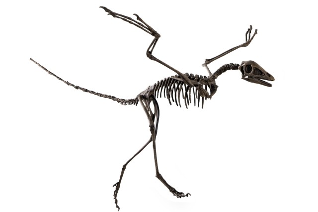 Archaeopteryx skeleton