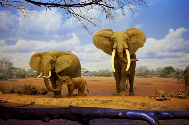 Taxidermy diorama of a family of African elephants