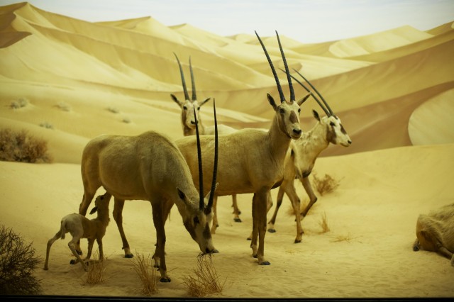 Taxidermy diorama of arabian oryx group, antelope with very long straight horns