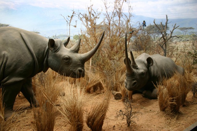 taxidermy diorama with two rhinos