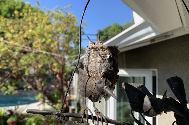 Nest Neighbors