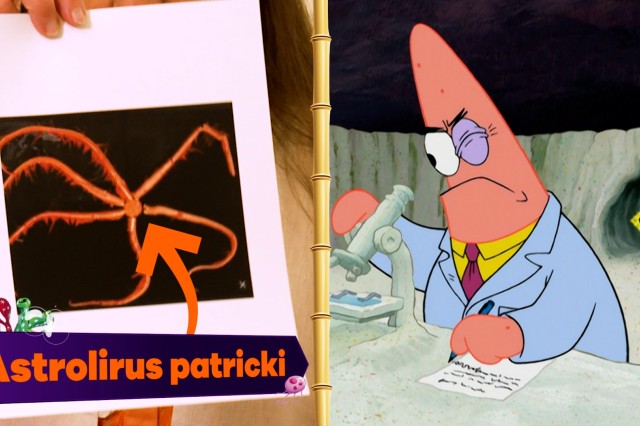 thumbnail image for science of spongebob video scientific names