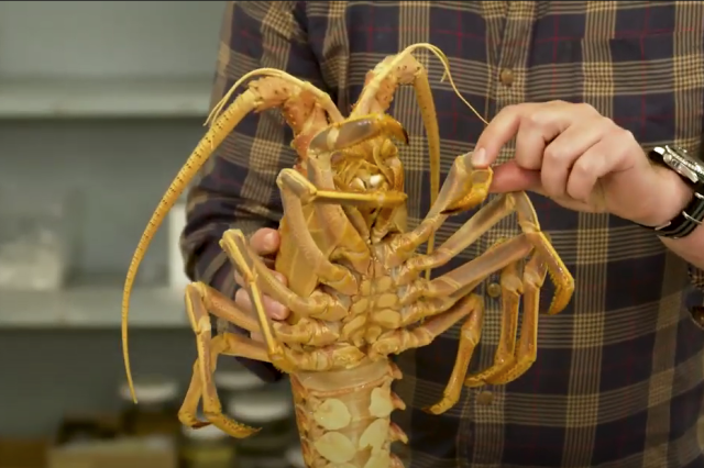 thumbnail image silly sea facts