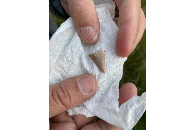 Great Shark Hunt Great White Shark Tooth