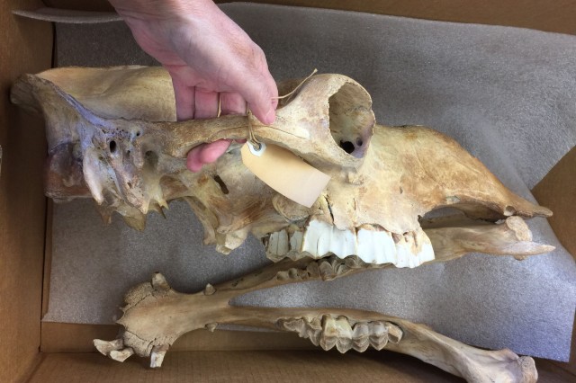 Topsy&#039;s Skull and jaw side view