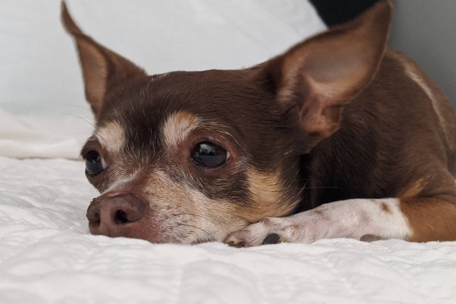 dog, Chihuahua on blanket 