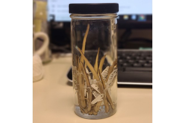 A jar containing about ten small, slender salamanders sits in front of a computer keyboard.
