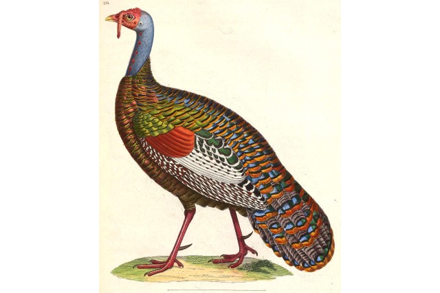 illustration of an ocillated turkey