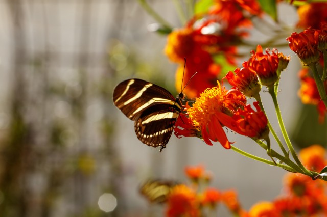 Butterfly on flowers in the Butterfly Pavilion 