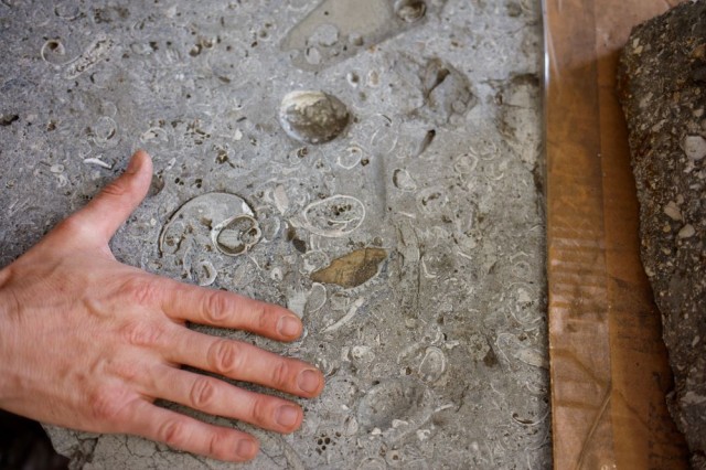 fossils on rock with hand showing size