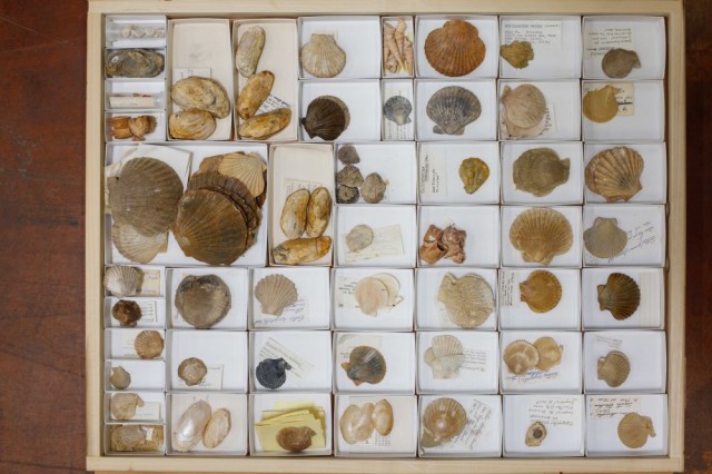 Invert Paleo Fossil Shells