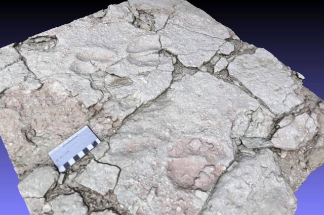 Camel Footprint Fossil 
