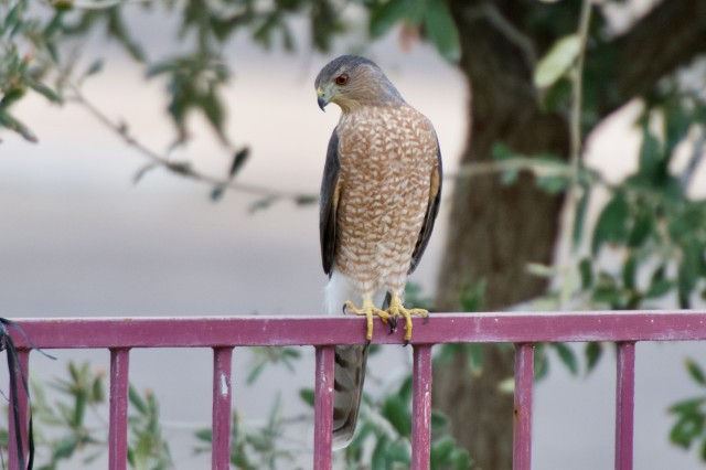 Cooper&#039;s hawk on a railing by inaturalist user radrat