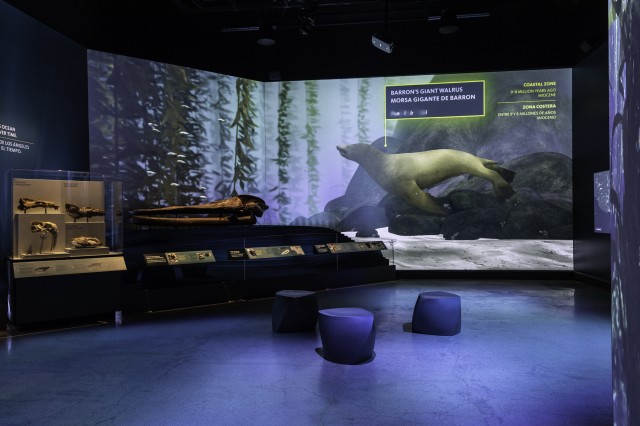 L.A. Underwater Giant walrus, Pontolis barroni.