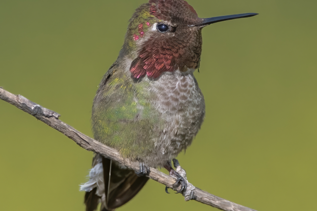 Anna&#039;s hummingbird