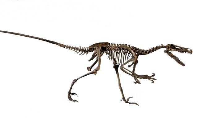 velociraptor skeleton 