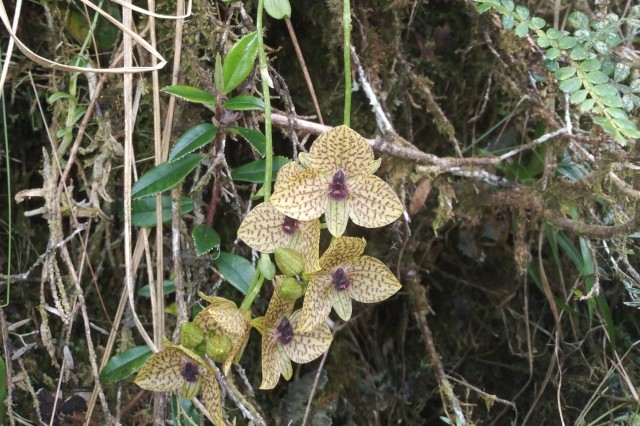 New orchid species. Coroico, Bolivia.