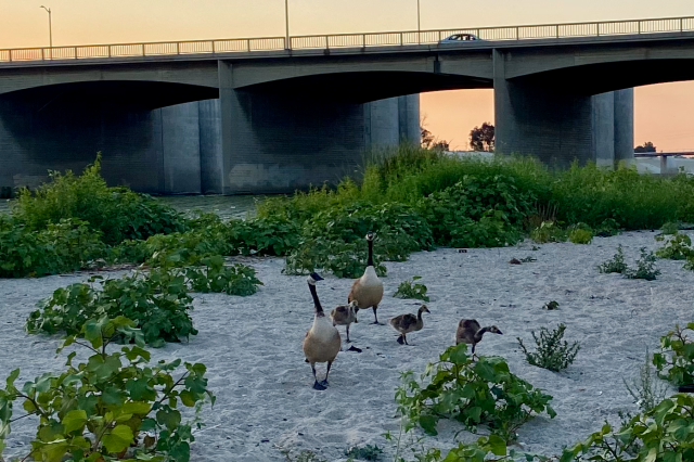 Angry Geese at L.A. River