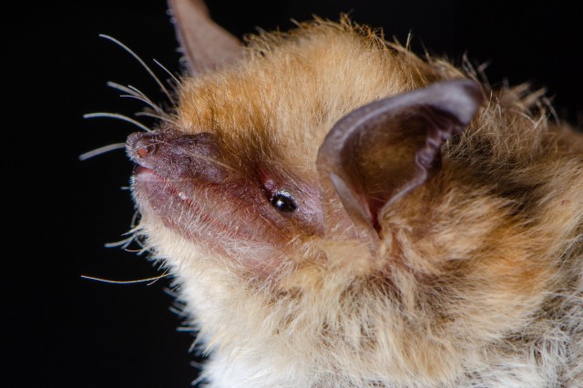 Yuma Myotis-Bat Roost Blitz