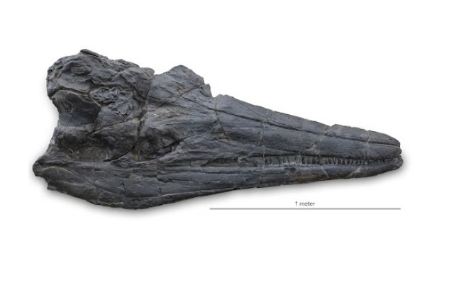 Photograph of Ichthyosaur skull (with a scale bar)