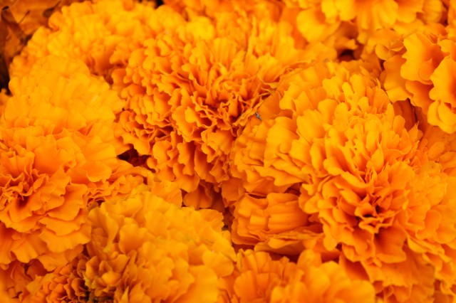 Close up of Marigolds