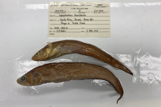 Lepophidium brevibarbe Shortbeard cusk-eel