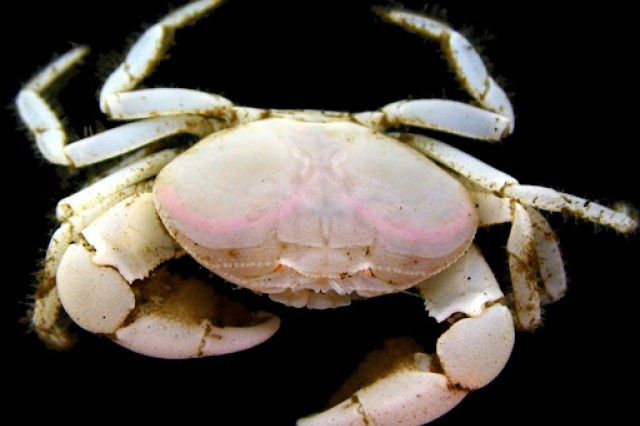 crab from the deep