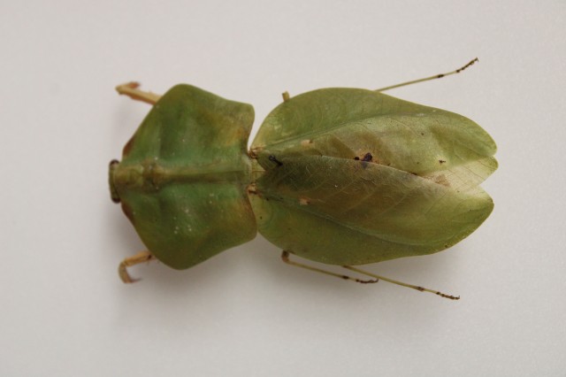 Leaf Mantis Jordu Schell