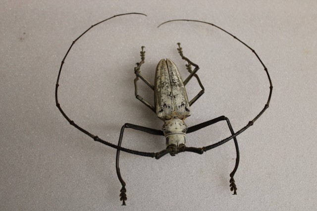 Jordu Schell Long Horn Beetle