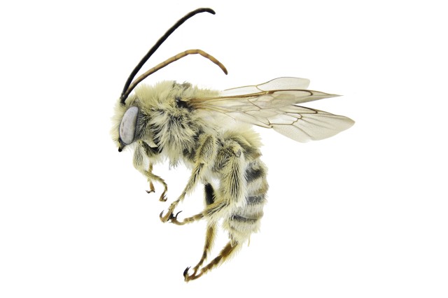 Long-horned bee in the genus Melissodes