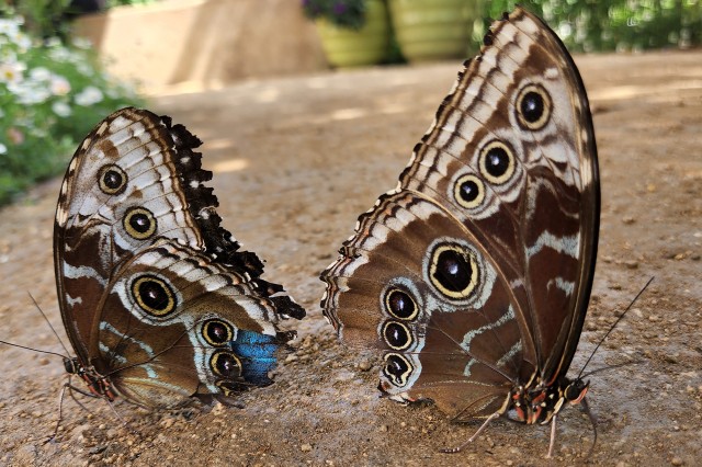 Two morpho butterflies on the ground in the Butterfly Pavilion