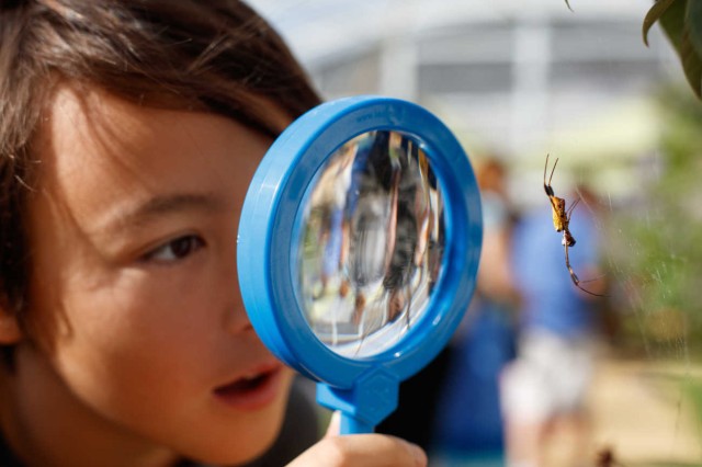 Child looking at a spider through a magnifying glass in the Spider Pavilion