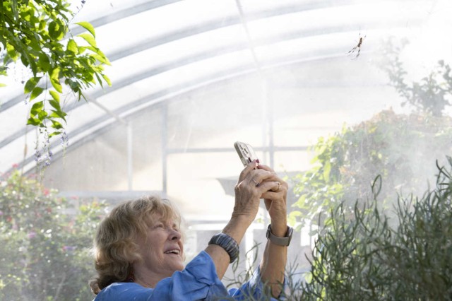 Grandmother looking up and taking a photograph with her cell phone of a spider in the Spider Pavilion
