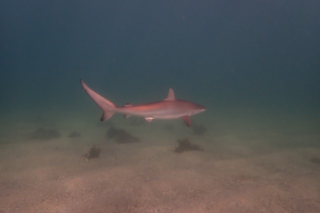 an endangered Dusky Shark from Sydney, Australia (this species is fished for oil, meat, and fins)