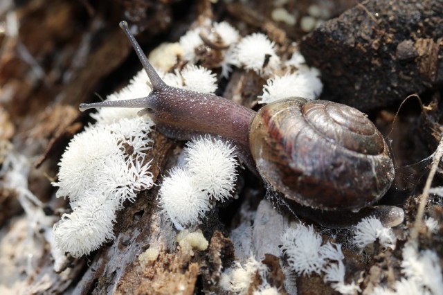 A brown snail with a red stripe on their shell against a branch with fuzzy white fungi.