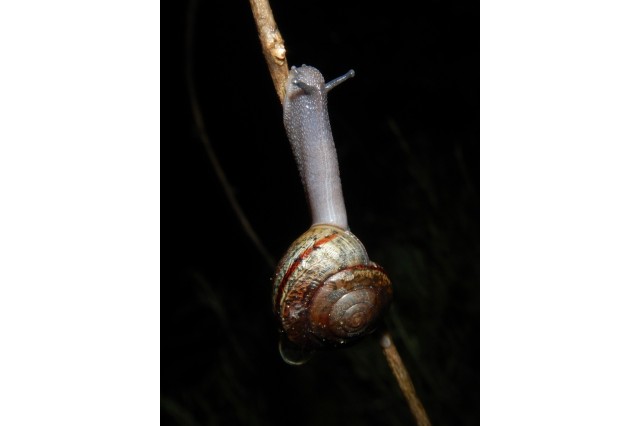 A brown and grey snail climbing up a branch against a black background.