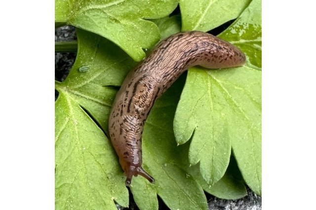A brown slug with black stripes and spots against vibrant green leaves.